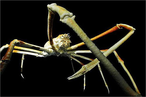 柏林深海奇異生物展