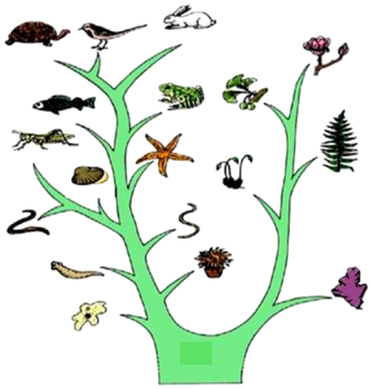 上,從生物生活環(huán)境的變化可以看出生物進化的趨勢是從