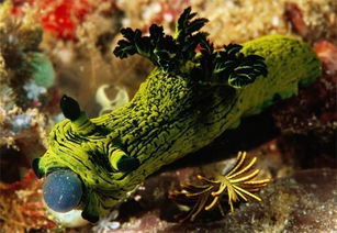 奇異海洋生物盤(pán)點(diǎn),感覺(jué)是外星生物